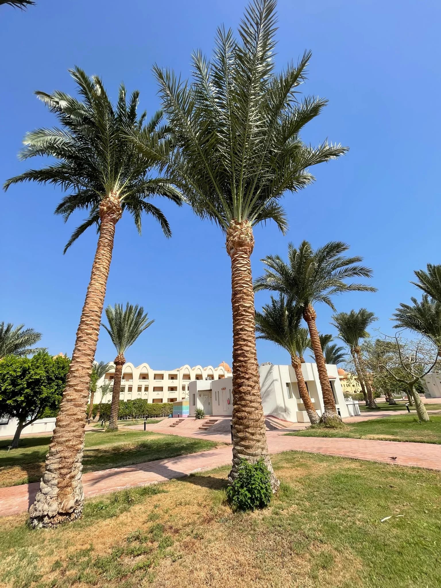 Impressionen aus dem Pharaoh Azur Resort Hurghada
